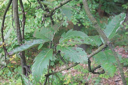 Sorbus gauckleri \ Gaucklers Mehlbeere / Gauckler's Whitebeam, D Franken/Franconia Happurg 6.8.2011