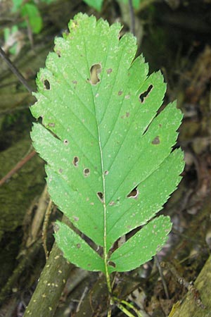 Sorbus gauckleri \ Gaucklers Mehlbeere / Gauckler's Whitebeam, D Franken/Franconia Happurg 6.8.2011