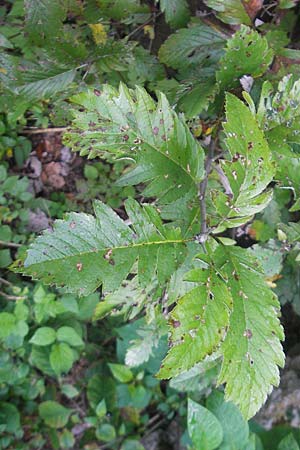 Sorbus gauckleri \ Gaucklers Mehlbeere / Gauckler's Whitebeam, D Franken/Franconia Happurg 6.8.2011
