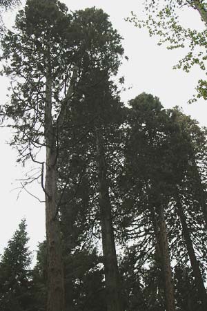Sequoiadendron giganteum \ Riesen-Mammutbaum, Wellingtonie / Giant Sequoia, Giant Redwood, D Weinheim an der Bergstraße 1.5.2013