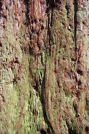 Sequoiadendron giganteum \ Riesen-Mammutbaum, Wellingtonie / Giant Sequoia, Giant Redwood, D Weinheim an der Bergstraße 1.5.2013