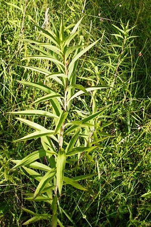 Solidago gigantea \ Spte Goldrute / Giant Goldenrod, D Ketsch 2.7.2014