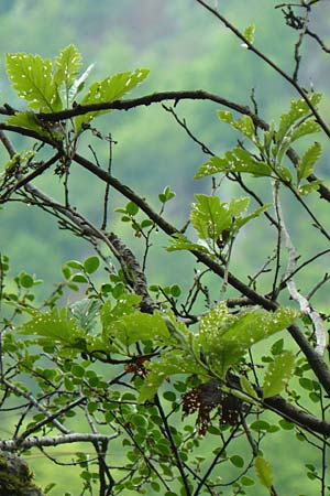 Sorbus hohenesteri \ Hohenesters Mehlbeere / Hohenester's Whitebeam, D Franken/Franconia Leutenbach 7.5.2012