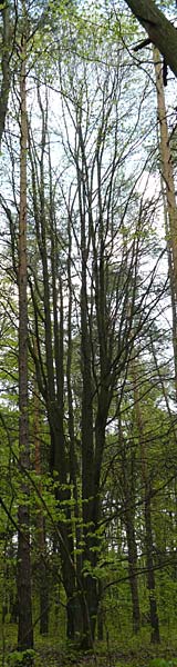 Sorbus heilingensis \ Heilinger Mehlbeere / Heilingen Whitebeam, D Thüringen, Kleinbucha 8.5.2013