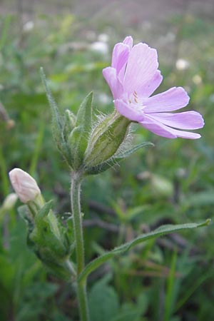 Silene x hampeana \ Lichtnelken-Hybride / Hybrid Campion, D Sandhausen 20.8.2010