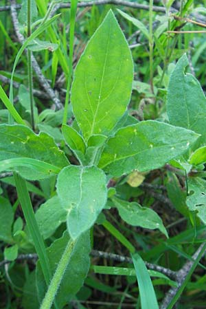 Silene x hampeana \ Lichtnelken-Hybride / Hybrid Campion, D Sandhausen 20.8.2010