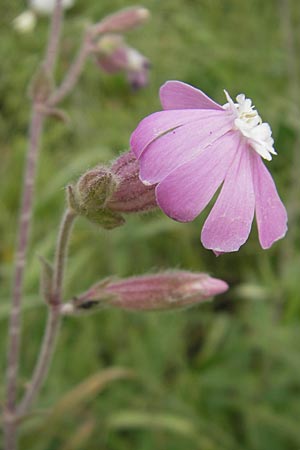 Silene x hampeana, Hybrid Campion Silene x hampeana, Hybrid Campion
