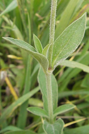 Silene x hampeana \ Lichtnelken-Hybride / Hybrid Campion, D Mannheim 29.9.2010