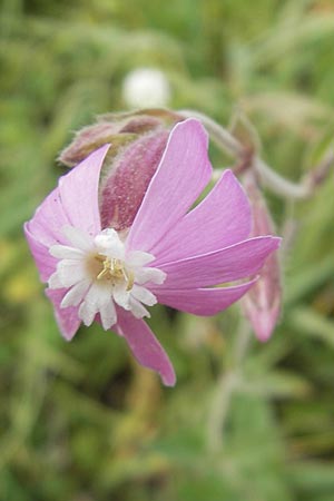 Silene x hampeana \ Lichtnelken-Hybride / Hybrid Campion, D Mannheim 29.9.2010