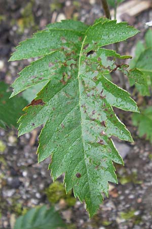 Sorbus hohenesteri \ Hohenesters Mehlbeere / Hohenester's Whitebeam, D Botan. Gar.  Universit.  Regensburg 5.8.2011