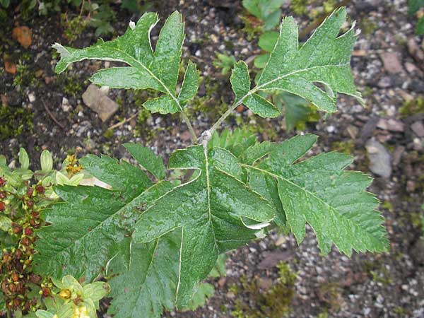 Sorbus hohenesteri \ Hohenesters Mehlbeere / Hohenester's Whitebeam, D Botan. Gar.  Universit.  Regensburg 5.8.2011