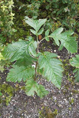 Sorbus hohenesteri \ Hohenesters Mehlbeere / Hohenester's Whitebeam, D Botan. Gar.  Universit.  Regensburg 5.8.2011