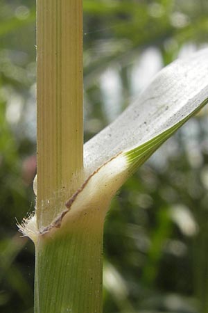 Sorghum halepense \ Aleppo-Mohrenhirse / Johnson Grass, D Mannheim 25.9.2011