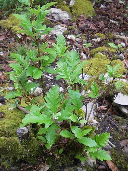 Sorbus hohenesteri \ Hohenesters Mehlbeere / Hohenester's Whitebeam, D Franken/Franconia Leutenbach 7.5.2012