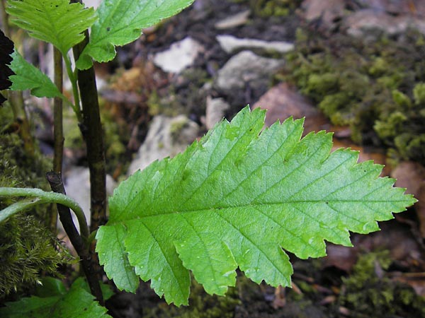 Sorbus hohenesteri \ Hohenesters Mehlbeere / Hohenester's Whitebeam, D Franken/Franconia Leutenbach 7.5.2012