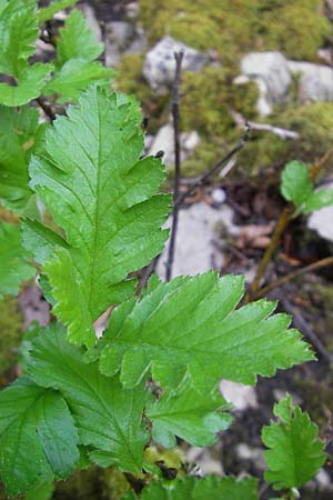 Sorbus hohenesteri \ Hohenesters Mehlbeere / Hohenester's Whitebeam, D Franken/Franconia Leutenbach 7.5.2012