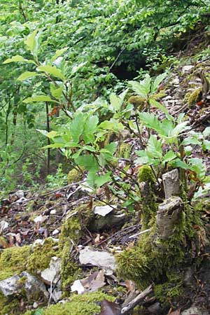 Sorbus hohenesteri \ Hohenesters Mehlbeere / Hohenester's Whitebeam, D Franken/Franconia Leutenbach 7.5.2012