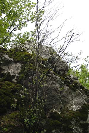 Sorbus hohenesteri \ Hohenesters Mehlbeere / Hohenester's Whitebeam, D Franken/Franconia Leutenbach 7.5.2012