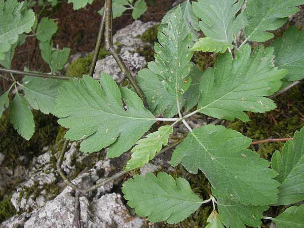 Sorbus pseudothuringiaca \ Hersbrucker Mehlbeere / Hersbruck Whitebeam, D Franken/Franconia Weismain 7.5.2012