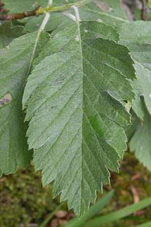 Sorbus pseudothuringiaca \ Hersbrucker Mehlbeere / Hersbruck Whitebeam, D Franken/Franconia Weismain 7.5.2012