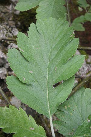 Sorbus pseudothuringiaca \ Hersbrucker Mehlbeere / Hersbruck Whitebeam, D Franken/Franconia Weismain 7.5.2012