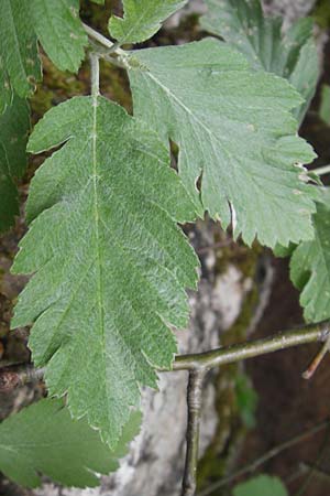 Sorbus pseudothuringiaca \ Hersbrucker Mehlbeere / Hersbruck Whitebeam, D Franken/Franconia Weismain 7.5.2012