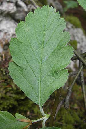 Sorbus pseudothuringiaca \ Hersbrucker Mehlbeere / Hersbruck Whitebeam, D Franken/Franconia Weismain 7.5.2012