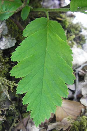 Sorbus hohenesteri \ Hohenesters Mehlbeere / Hohenester's Whitebeam, D Franken/Franconia Leutenbach 17.5.2012