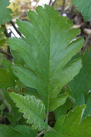 Sorbus hohenesteri \ Hohenesters Mehlbeere / Hohenester's Whitebeam, D Franken/Franconia Leutenbach 17.5.2012