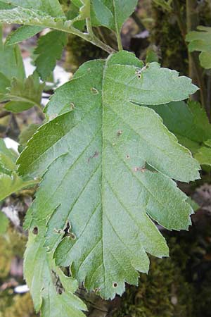 Sorbus hohenesteri \ Hohenesters Mehlbeere / Hohenester's Whitebeam, D Franken/Franconia Leutenbach 17.5.2012