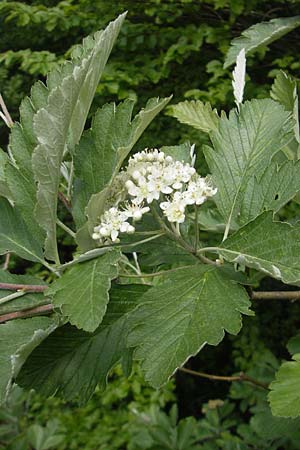 Sorbus harziana \ Harzsche Mehlbeere / Harz' Whitebeam, D Franken/Franconia Weismain 18.5.2012