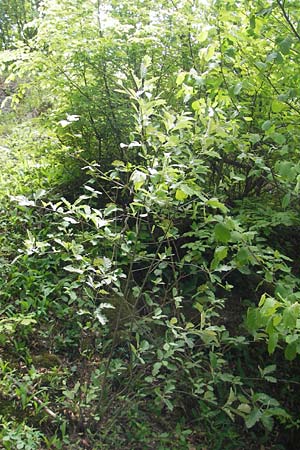 Sorbus harziana \ Harzsche Mehlbeere / Harz' Whitebeam, D Franken/Franconia Weismain 18.5.2012
