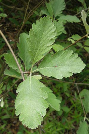 Sorbus harziana \ Harzsche Mehlbeere / Harz' Whitebeam, D Franken/Franconia Weismain 18.5.2012