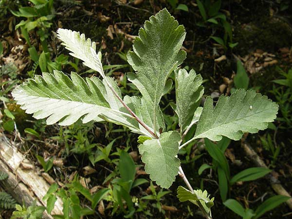 Sorbus harziana \ Harzsche Mehlbeere / Harz' Whitebeam, D Franken/Franconia Weismain 18.5.2012