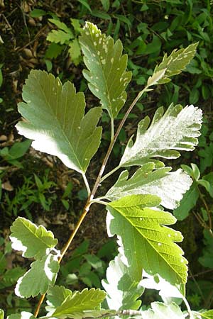 Sorbus harziana \ Harzsche Mehlbeere / Harz' Whitebeam, D Franken/Franconia Weismain 18.5.2012