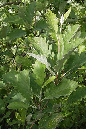 Sorbus harziana \ Harzsche Mehlbeere / Harz' Whitebeam, D Franken/Franconia Weismain 18.5.2012