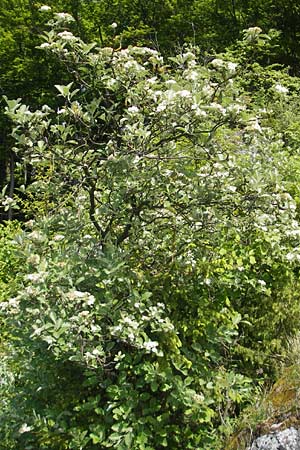Sorbus harziana \ Harzsche Mehlbeere / Harz' Whitebeam, D Franken/Franconia Weismain 18.5.2012