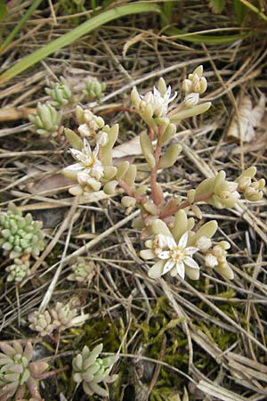 Sedum hispanicum \ Spanischer Mauerpfeffer / Spanish Stonecrop, D Wellheim im Urdonautal 6.6.2012