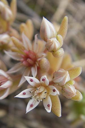 Sedum hispanicum \ Spanischer Mauerpfeffer / Spanish Stonecrop, D Wellheim im Urdonautal 6.6.2012