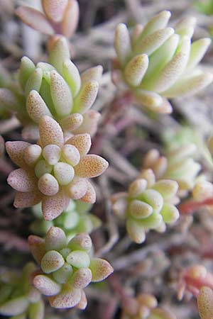 Sedum hispanicum \ Spanischer Mauerpfeffer / Spanish Stonecrop, D Wellheim im Urdonautal 6.6.2012