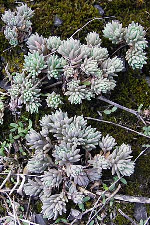 Sedum hispanicum \ Spanischer Mauerpfeffer / Spanish Stonecrop, D Hanau 19.9.2012