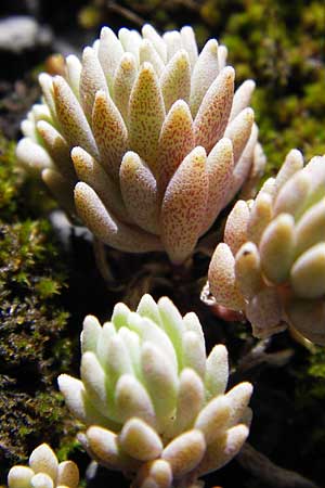 Sedum hispanicum \ Spanischer Mauerpfeffer / Spanish Stonecrop, D Hanau 19.9.2012