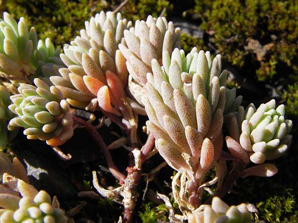 Sedum hispanicum \ Spanischer Mauerpfeffer / Spanish Stonecrop, D Hanau 19.9.2012
