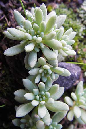 Sedum hispanicum \ Spanischer Mauerpfeffer / Spanish Stonecrop, D Hanau 19.9.2012