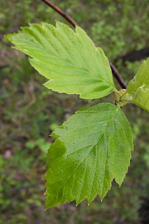 Sorbus herbipolitana \ Wrzburger Mehlbeere / Wuerzburg Whitebeam, D Veitshöchheim 4.5.2013