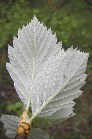 Sorbus herbipolitana \ Wrzburger Mehlbeere / Wuerzburg Whitebeam, D Veitshöchheim 4.5.2013