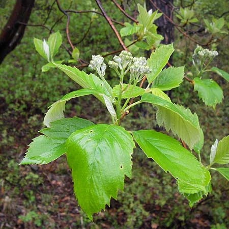 Sorbus herbipolitana \ Wrzburger Mehlbeere / Wuerzburg Whitebeam, D Veitshöchheim 4.5.2013