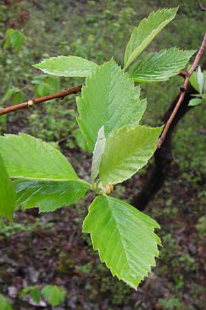 Sorbus herbipolitana \ Wrzburger Mehlbeere / Wuerzburg Whitebeam, D Veitshöchheim 4.5.2013