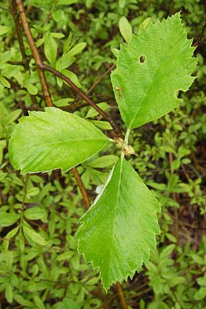 Sorbus herbipolitana \ Wrzburger Mehlbeere / Wuerzburg Whitebeam, D Güntersleben 4.5.2013