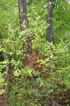 Sorbus herbipolitana \ Wrzburger Mehlbeere / Wuerzburg Whitebeam, D Güntersleben 4.5.2013